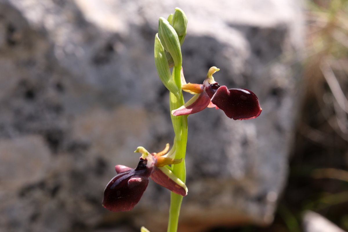 Due fotogeniche Ophrys e forse una novit  Dalla Grecia con passione