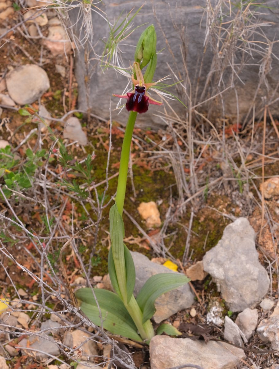 Due fotogeniche Ophrys e forse una novit  Dalla Grecia con passione