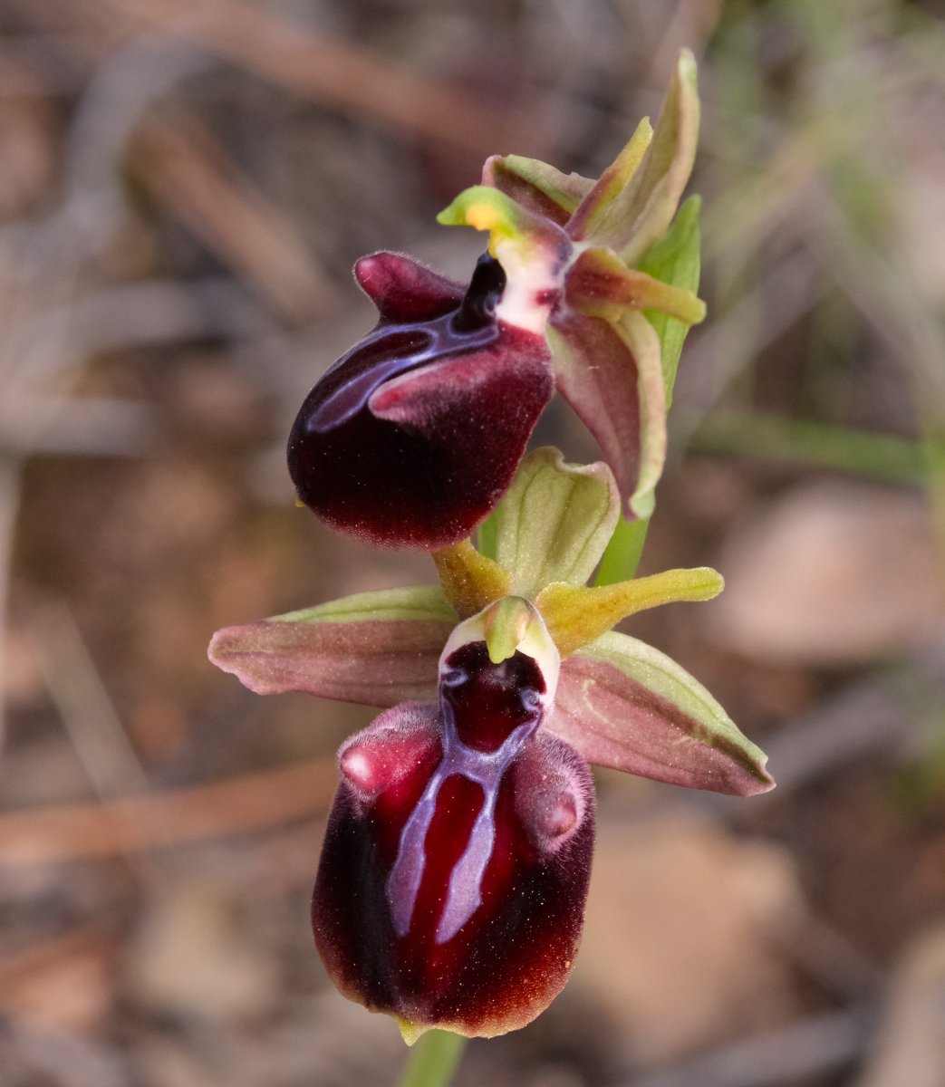 Due fotogeniche Ophrys e forse una novit  Dalla Grecia con passione