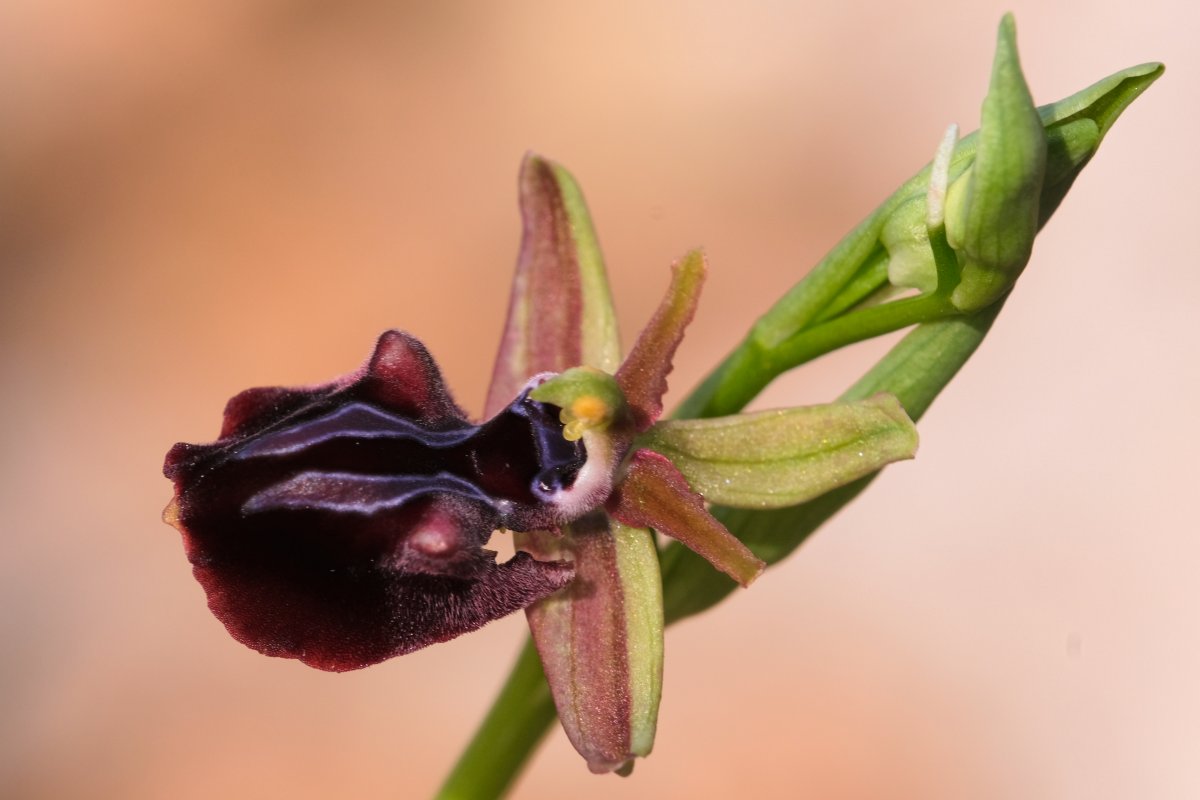 Due fotogeniche Ophrys e forse una novit  Dalla Grecia con passione