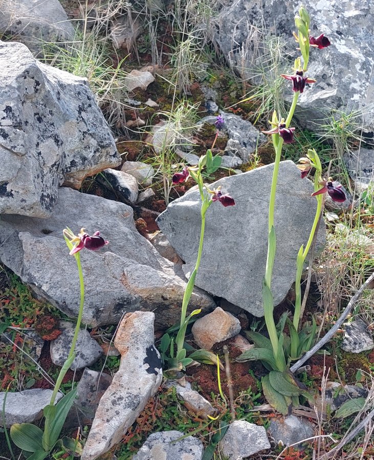 Due fotogeniche Ophrys e forse una novit  Dalla Grecia con passione