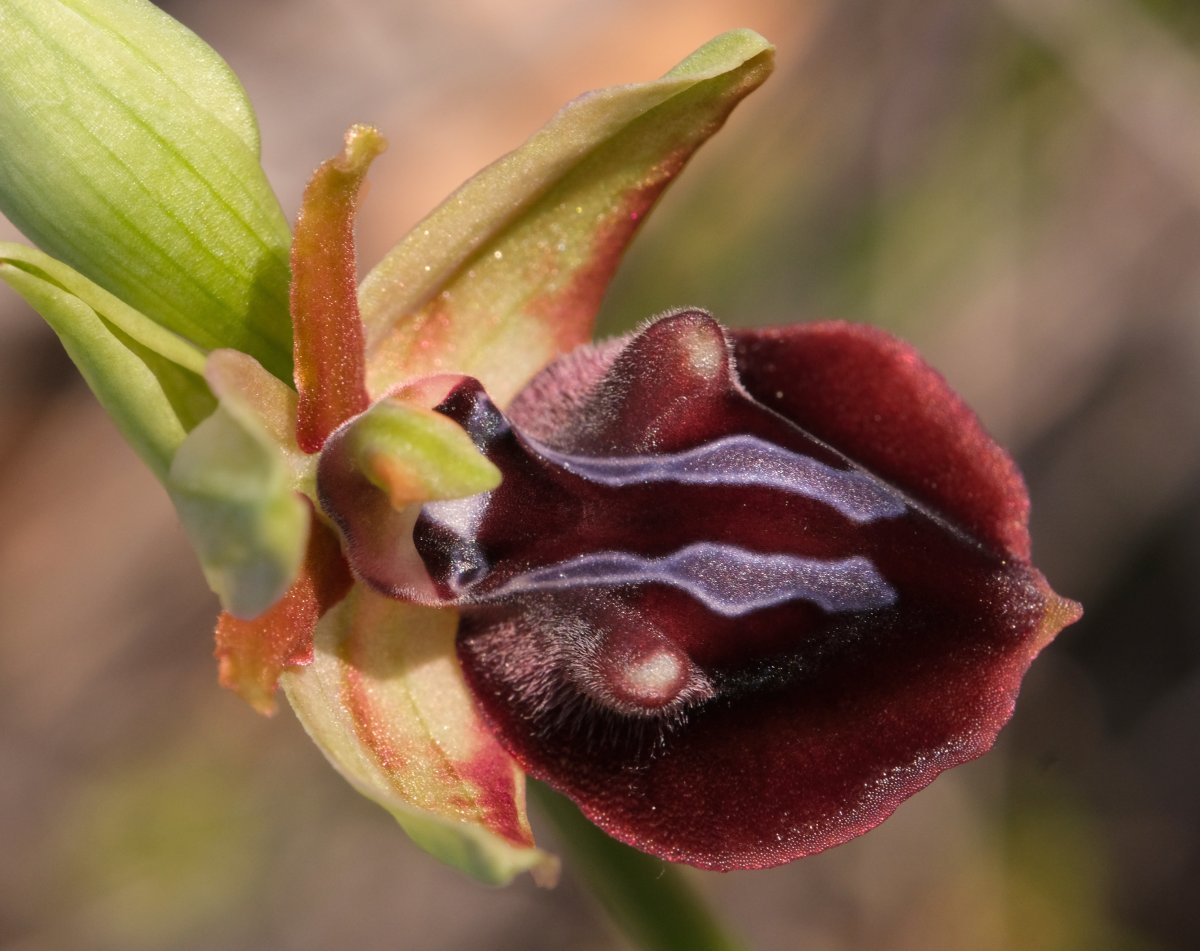 Due fotogeniche Ophrys e forse una novit  Dalla Grecia con passione