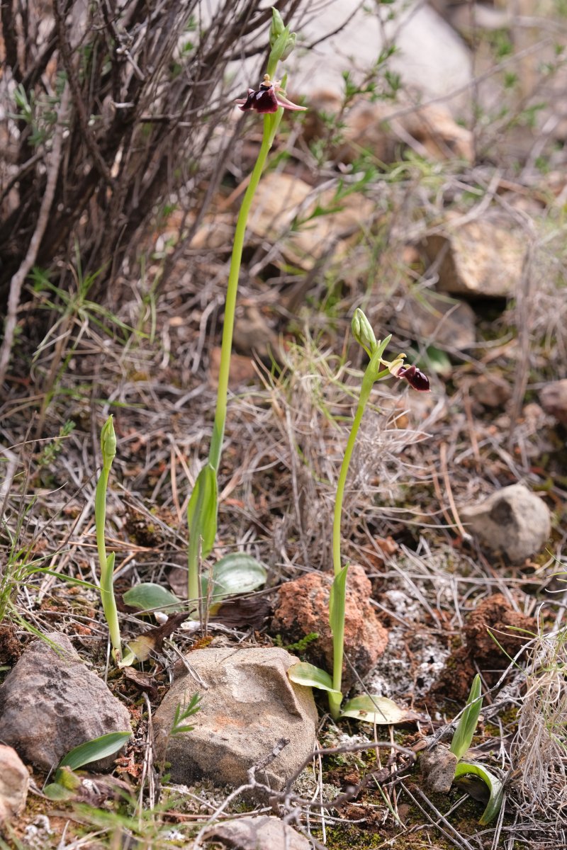 Due fotogeniche Ophrys e forse una novit  Dalla Grecia con passione