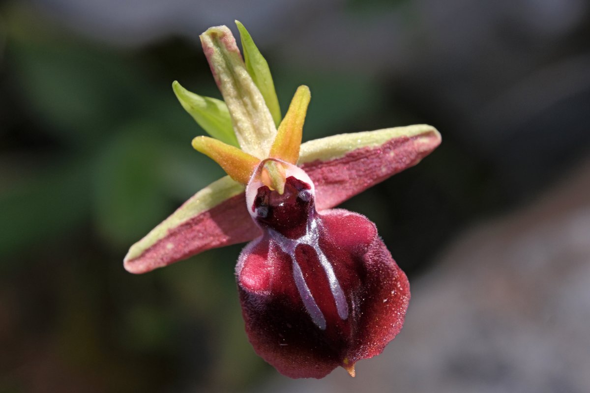 Due fotogeniche Ophrys e forse una novit  Dalla Grecia con passione