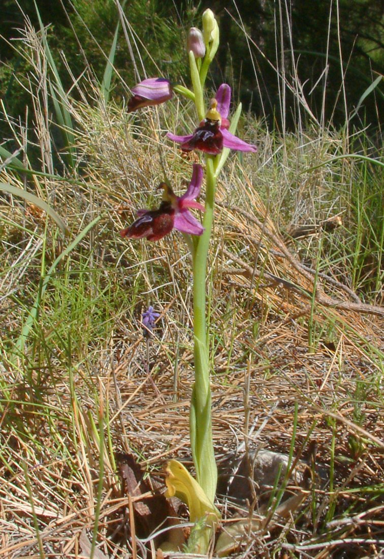 Due fotogeniche Ophrys e forse una novit  Dalla Grecia con passione