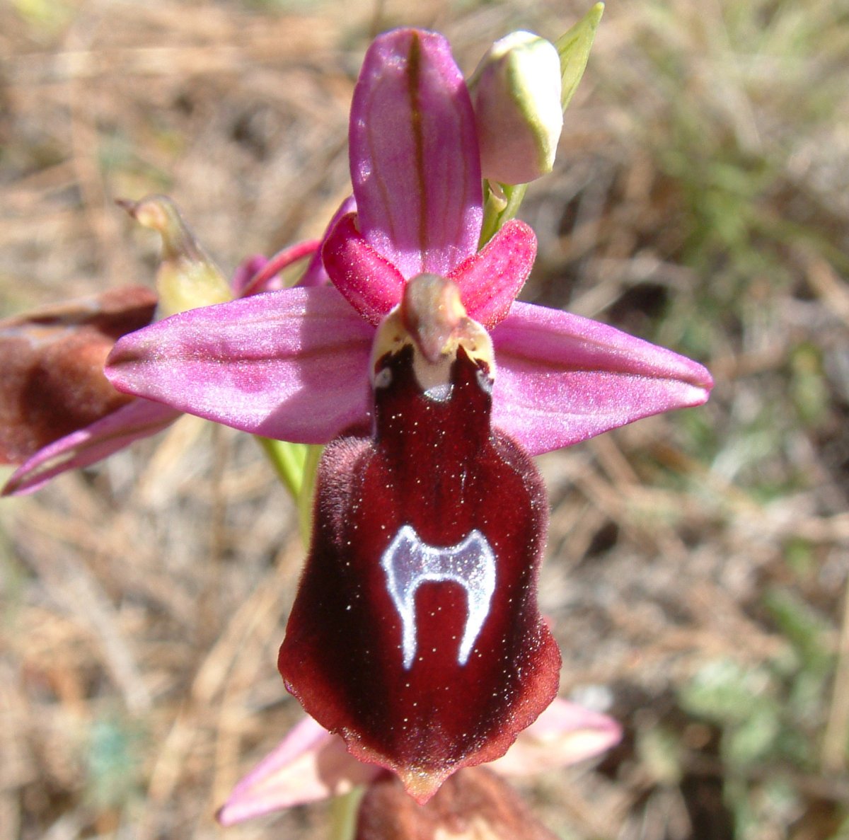 Due fotogeniche Ophrys e forse una novit  Dalla Grecia con passione