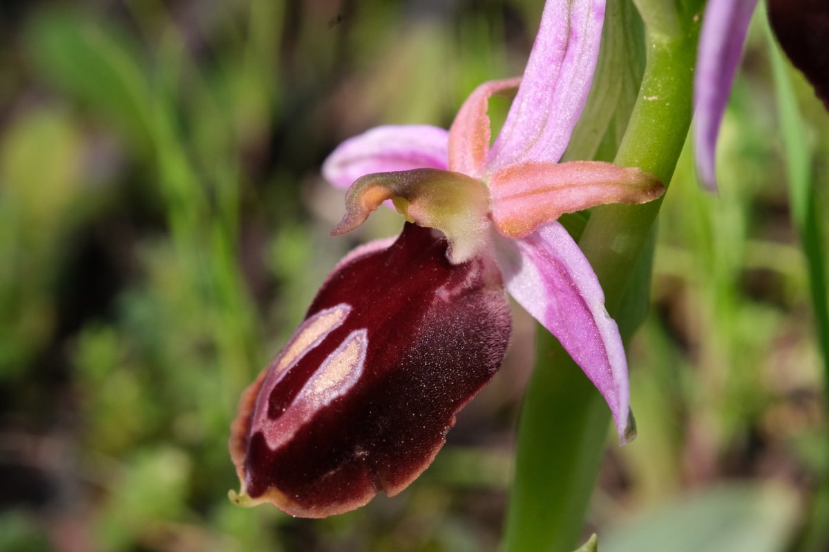 Due fotogeniche Ophrys e forse una novit  Dalla Grecia con passione