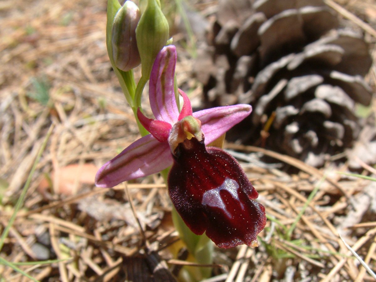 Due fotogeniche Ophrys e forse una novit  Dalla Grecia con passione