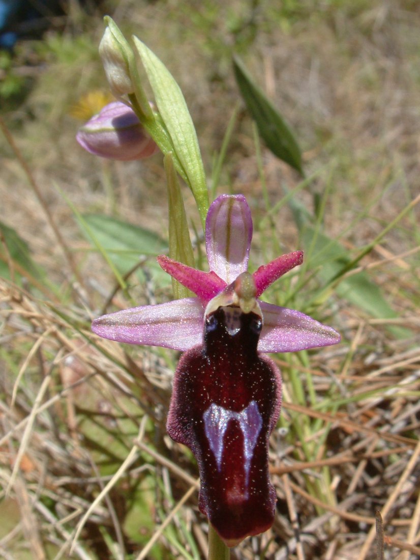 Due fotogeniche Ophrys e forse una novit  Dalla Grecia con passione