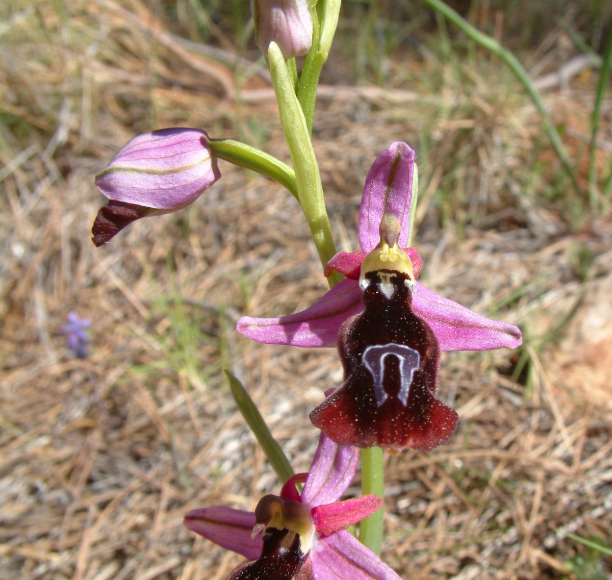 Due fotogeniche Ophrys e forse una novit  Dalla Grecia con passione