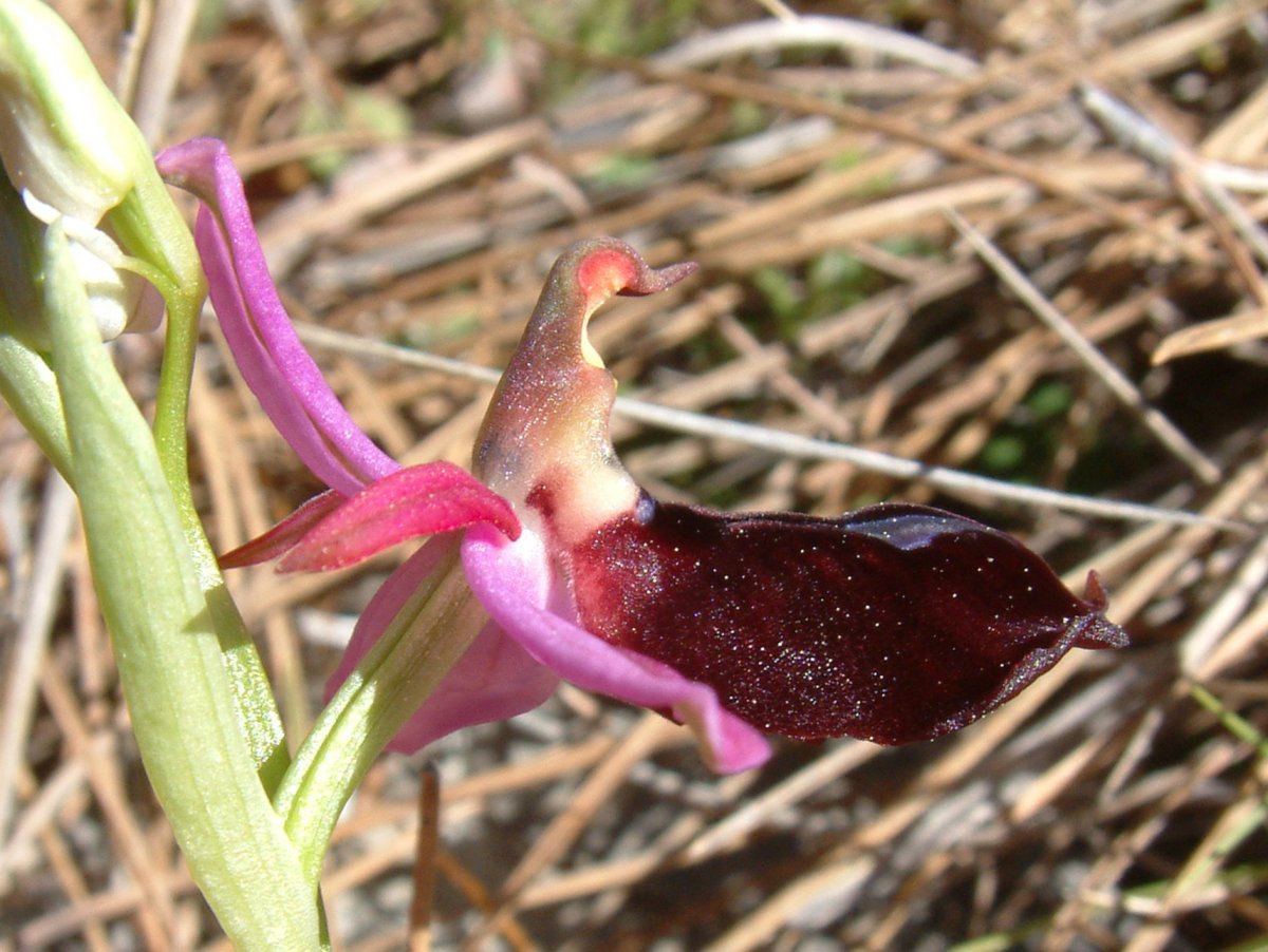 Due fotogeniche Ophrys e forse una novit  Dalla Grecia con passione