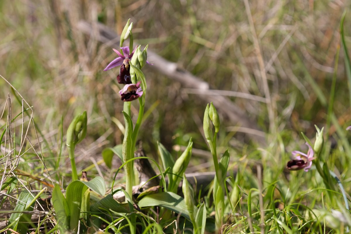 Due fotogeniche Ophrys e forse una novit  Dalla Grecia con passione