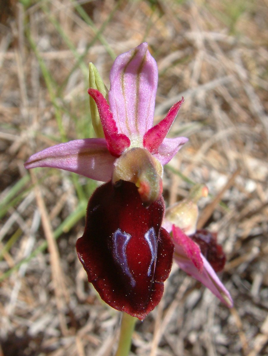 Due fotogeniche Ophrys e forse una novit  Dalla Grecia con passione