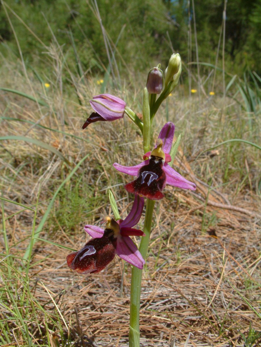 Due fotogeniche Ophrys e forse una novit  Dalla Grecia con passione