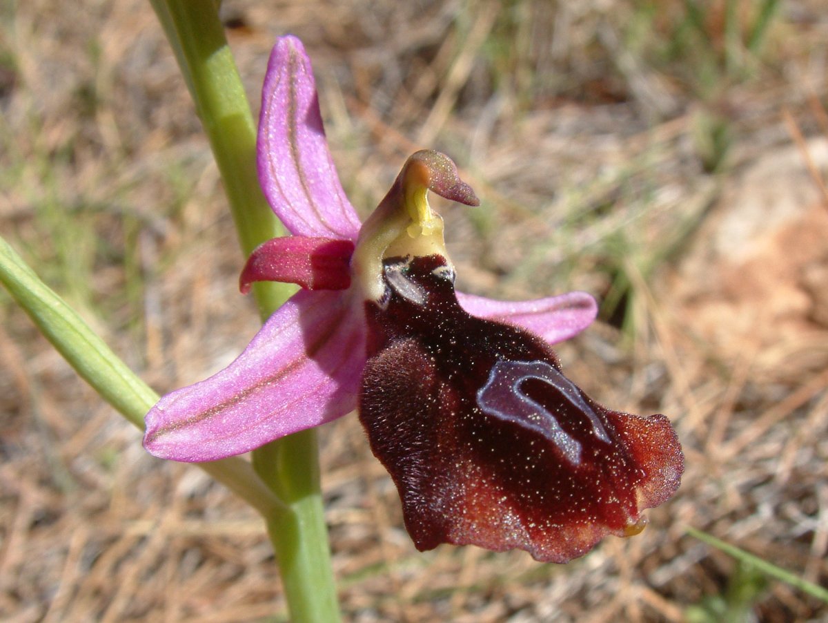 Due fotogeniche Ophrys e forse una novit  Dalla Grecia con passione