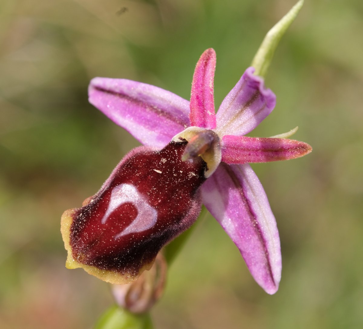 Due fotogeniche Ophrys e forse una novit  Dalla Grecia con passione