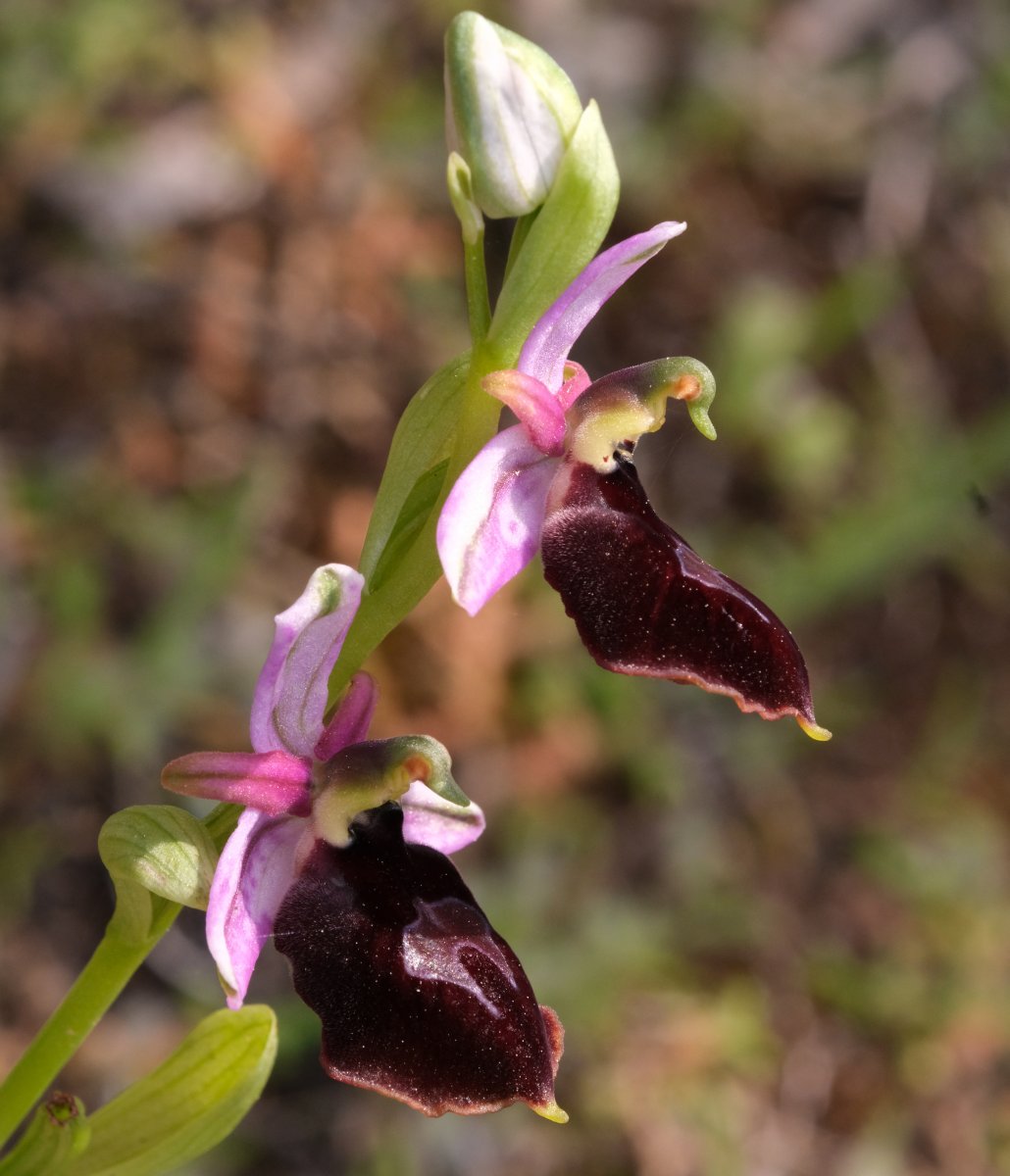 Due fotogeniche Ophrys e forse una novit  Dalla Grecia con passione