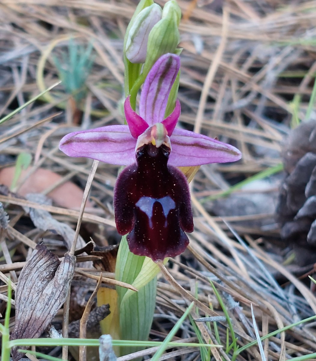 Due fotogeniche Ophrys e forse una novit  Dalla Grecia con passione