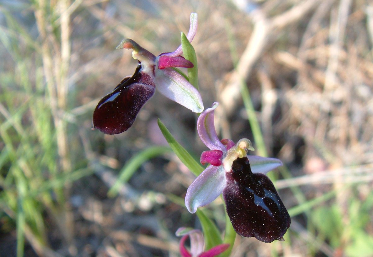 Due fotogeniche Ophrys e forse una novit  Dalla Grecia con passione