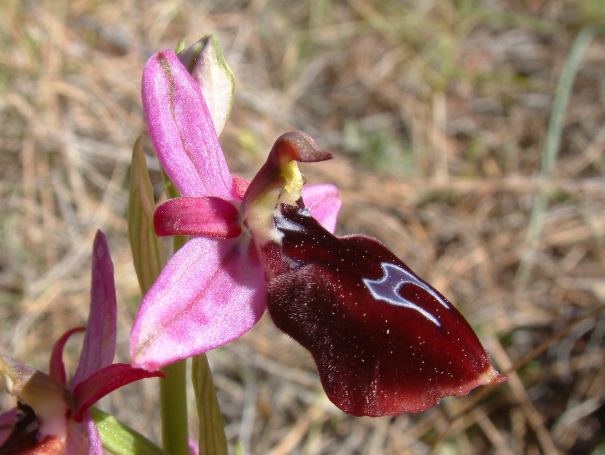 Due fotogeniche Ophrys e forse una novit  Dalla Grecia con passione