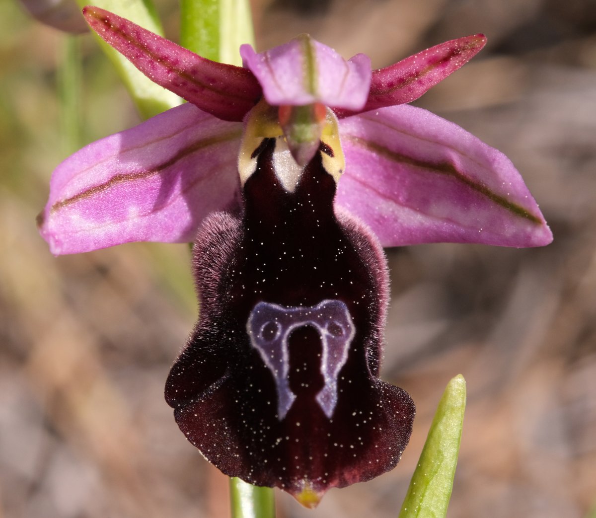 Due fotogeniche Ophrys e forse una novit  Dalla Grecia con passione