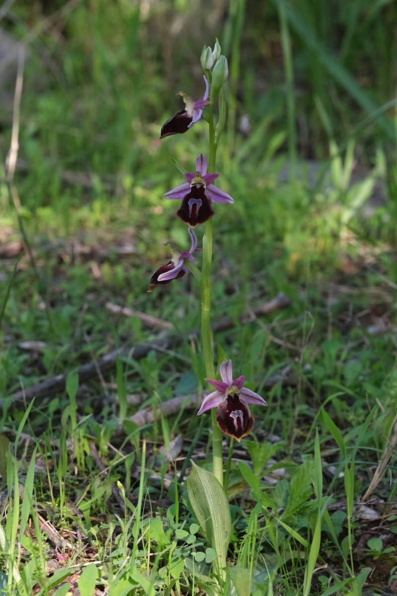 Due fotogeniche Ophrys e forse una novit  Dalla Grecia con passione