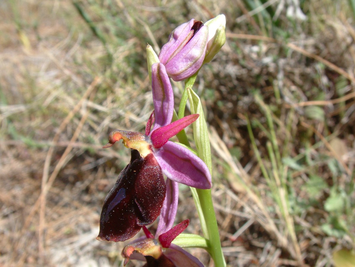 Due fotogeniche Ophrys e forse una novit  Dalla Grecia con passione