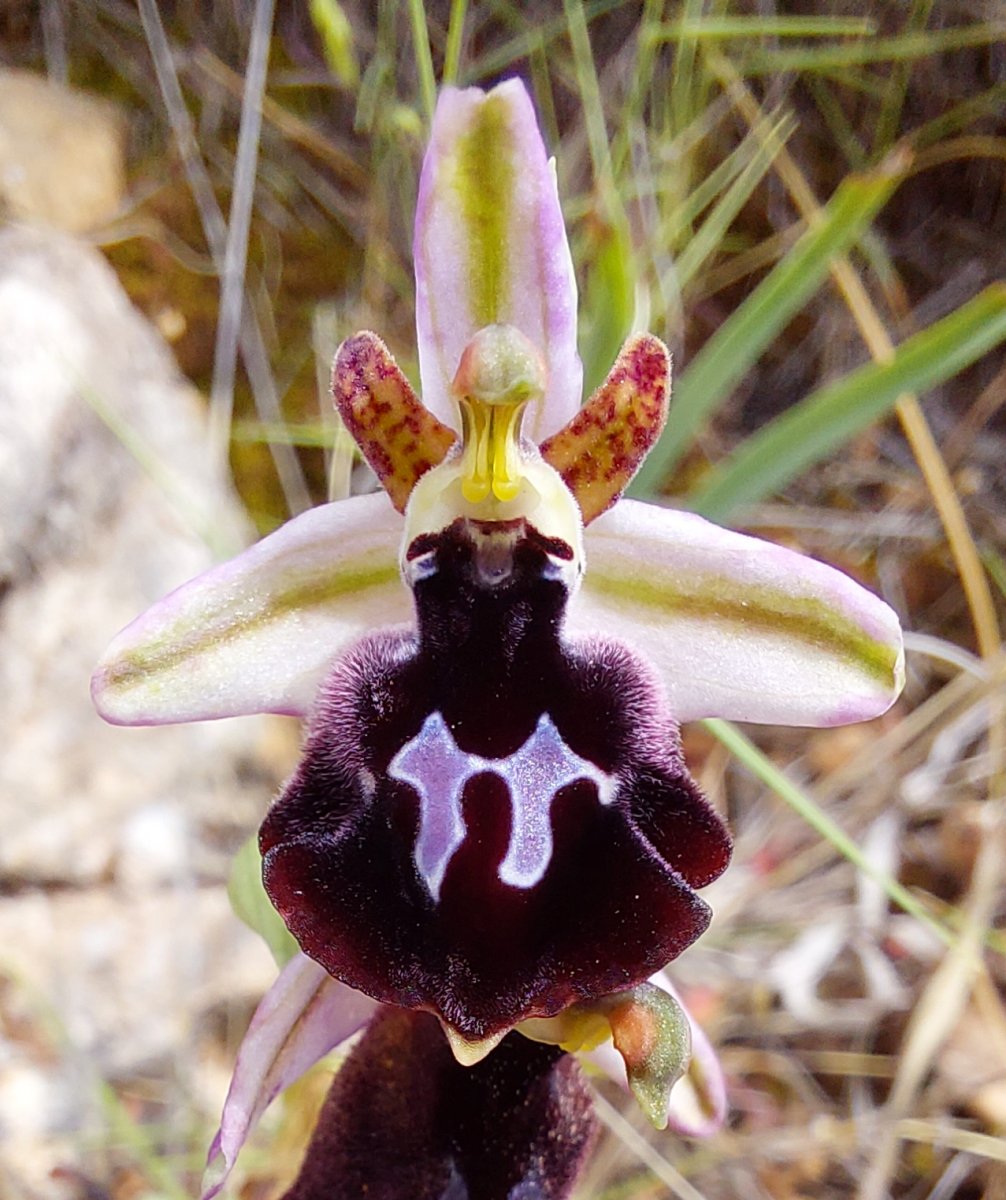 Due fotogeniche Ophrys e forse una novit  Dalla Grecia con passione