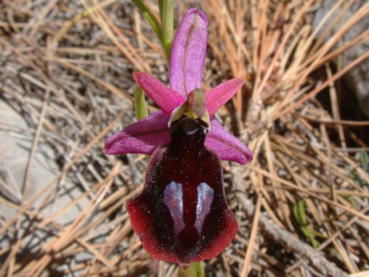 Due fotogeniche Ophrys e forse una novit  Dalla Grecia con passione