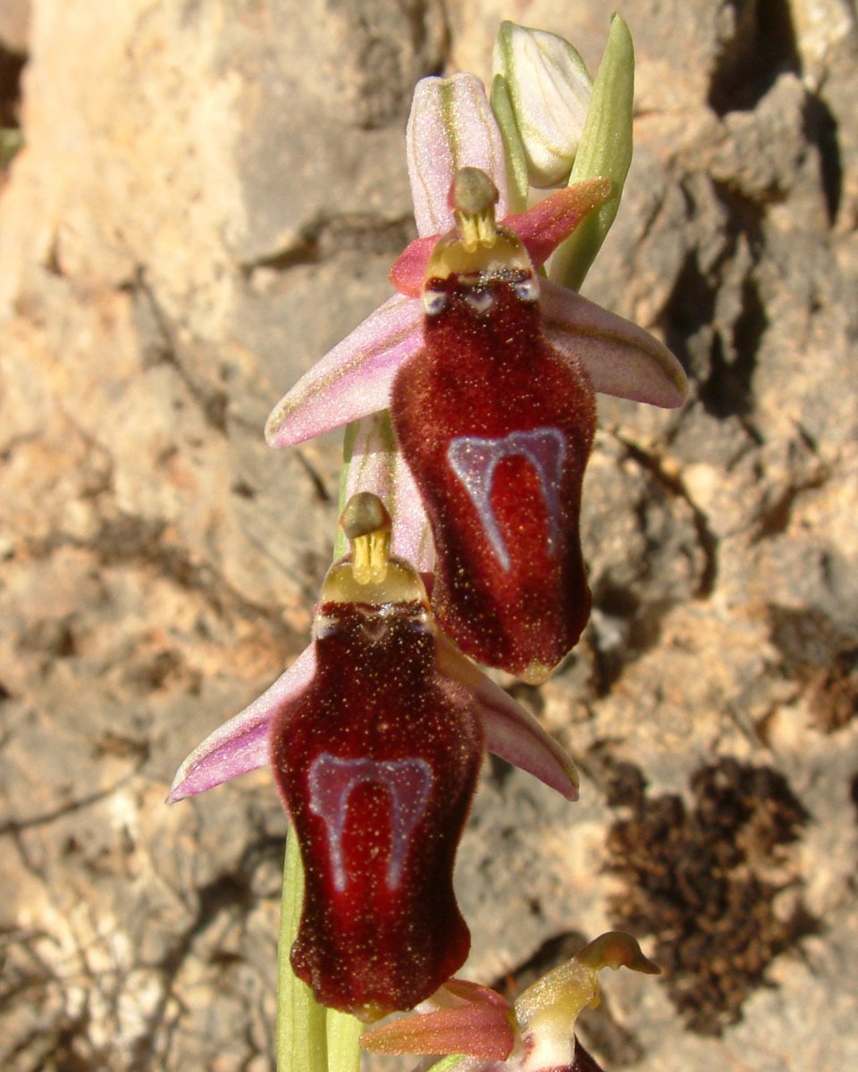 Due fotogeniche Ophrys e forse una novit  Dalla Grecia con passione