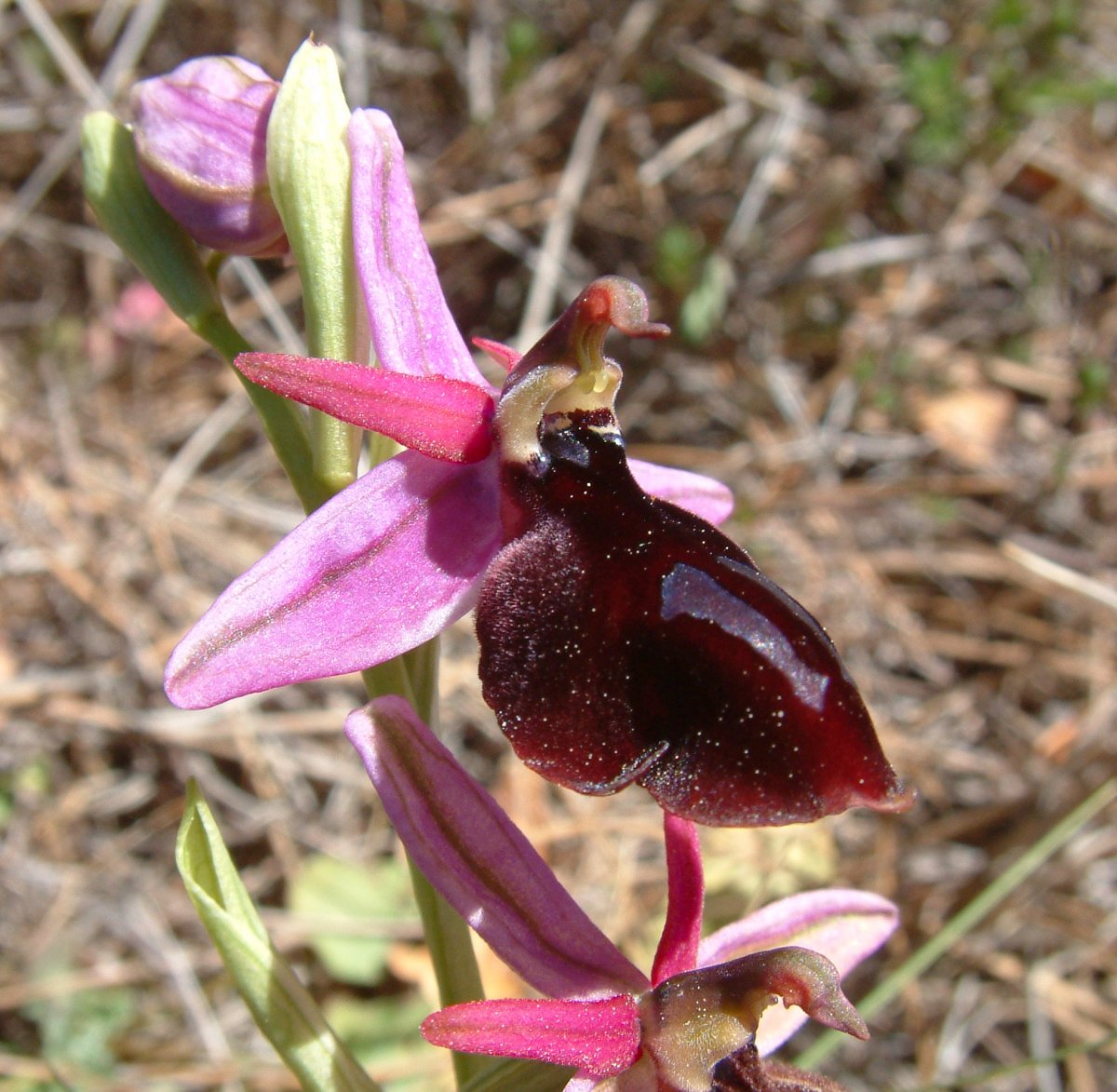 Due fotogeniche Ophrys e forse una novit  Dalla Grecia con passione