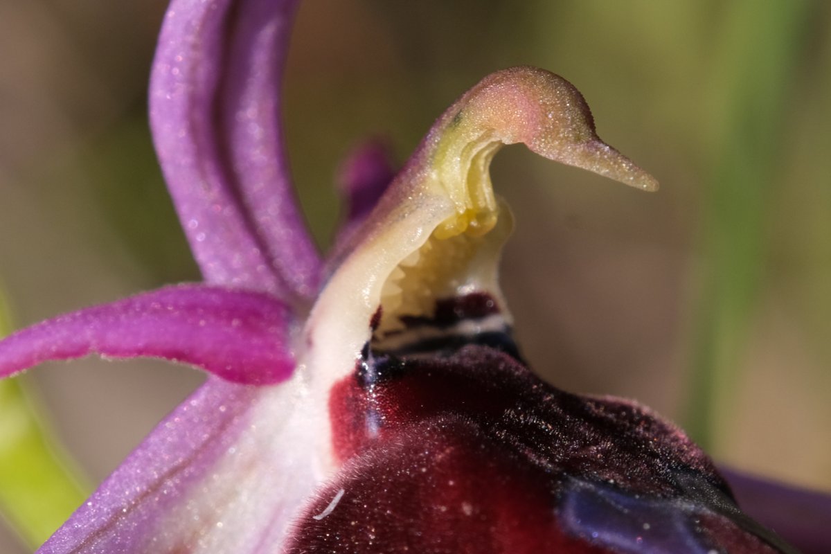 Due fotogeniche Ophrys e forse una novit  Dalla Grecia con passione