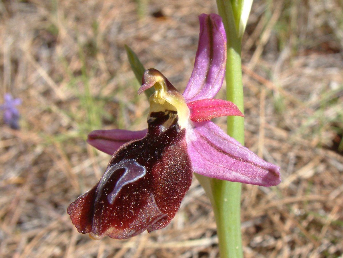 Due fotogeniche Ophrys e forse una novit  Dalla Grecia con passione