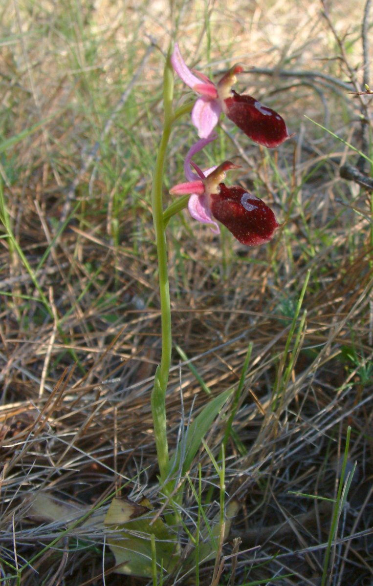 Due fotogeniche Ophrys e forse una novit  Dalla Grecia con passione