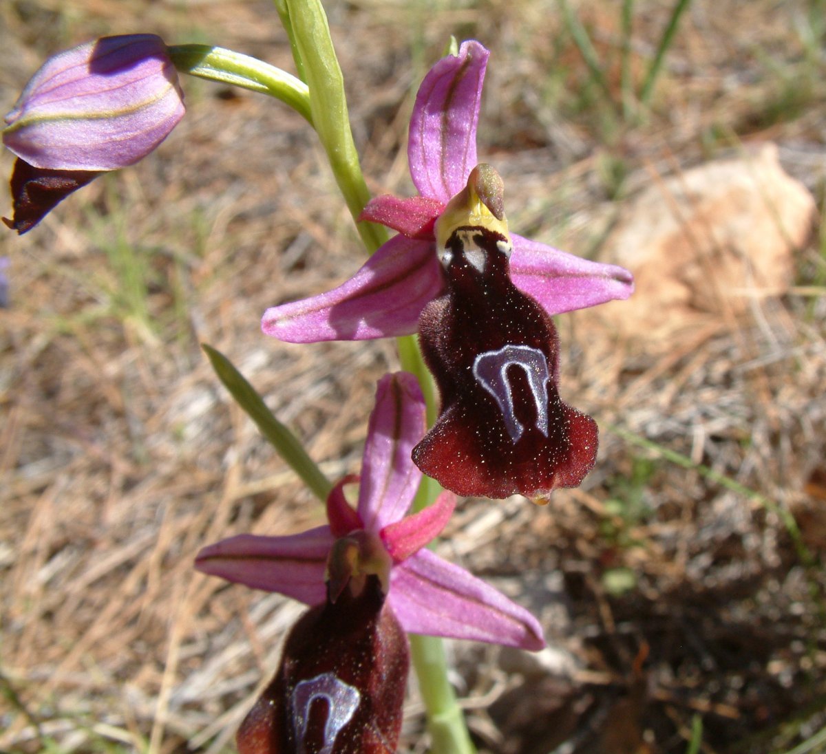 Due fotogeniche Ophrys e forse una novit  Dalla Grecia con passione