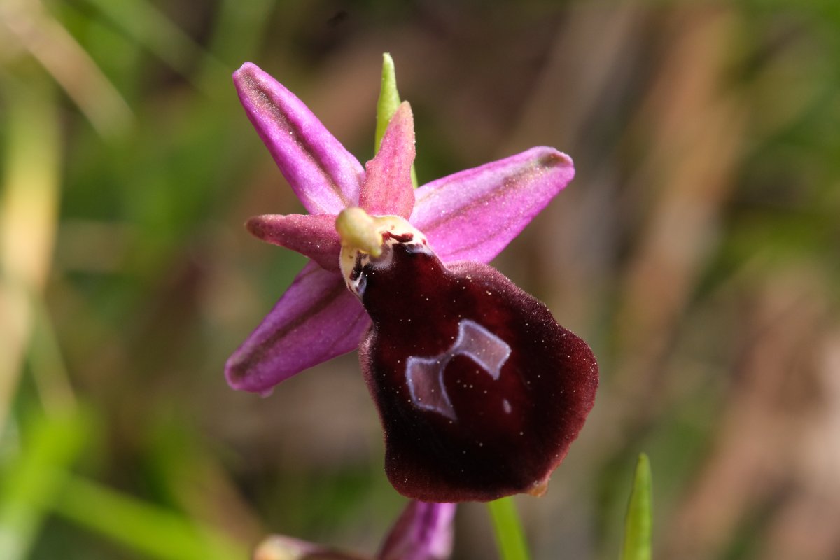 Due fotogeniche Ophrys e forse una novit  Dalla Grecia con passione