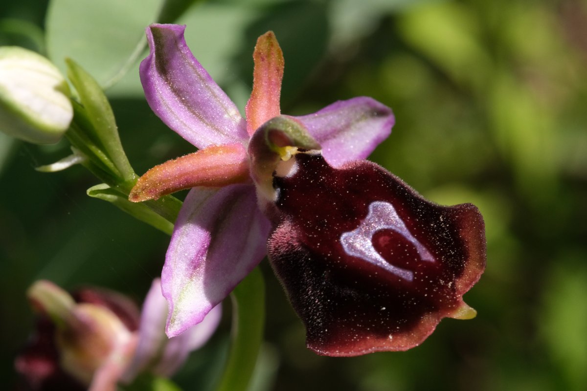 Due fotogeniche Ophrys e forse una novit  Dalla Grecia con passione