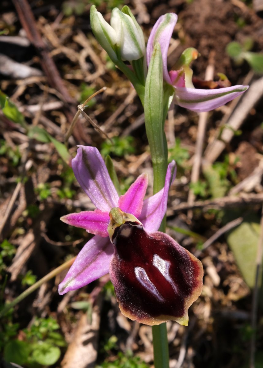 Due fotogeniche Ophrys e forse una novit  Dalla Grecia con passione