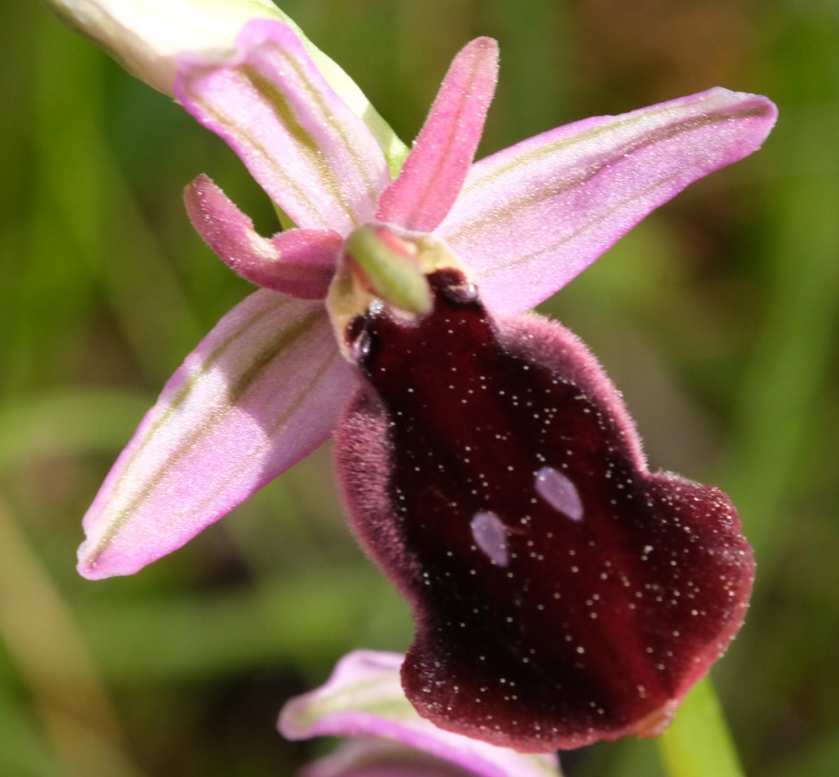 Due fotogeniche Ophrys e forse una novit  Dalla Grecia con passione