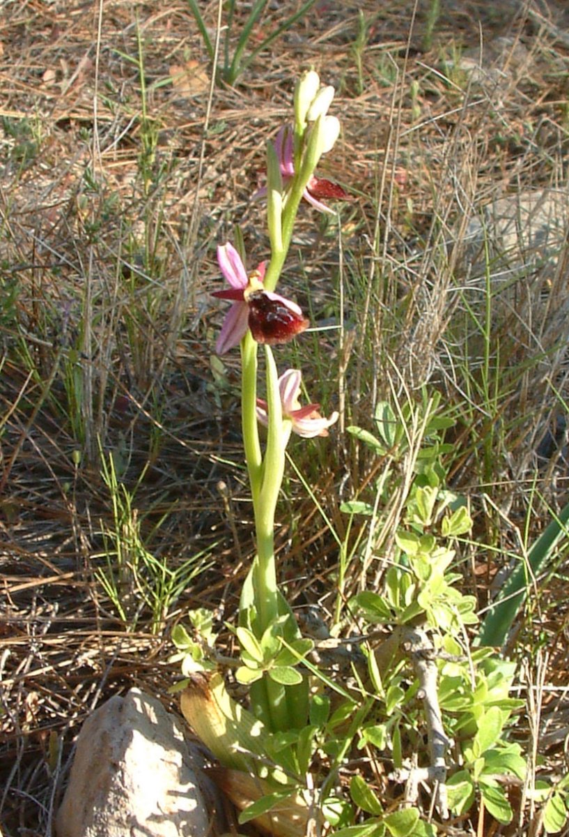 Due fotogeniche Ophrys e forse una novit  Dalla Grecia con passione