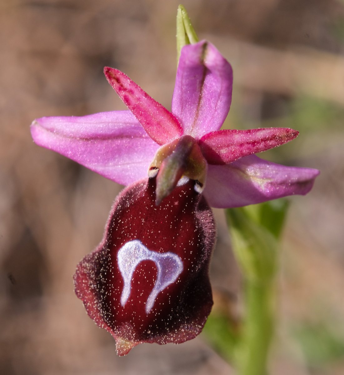 Due fotogeniche Ophrys e forse una novit  Dalla Grecia con passione