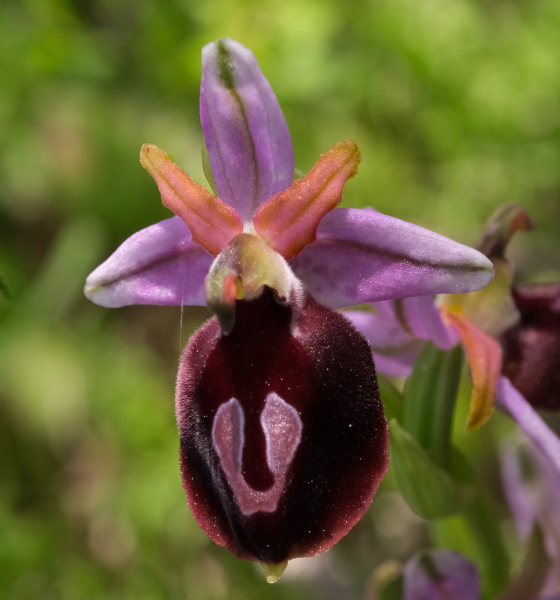 Due fotogeniche Ophrys e forse una novit  Dalla Grecia con passione