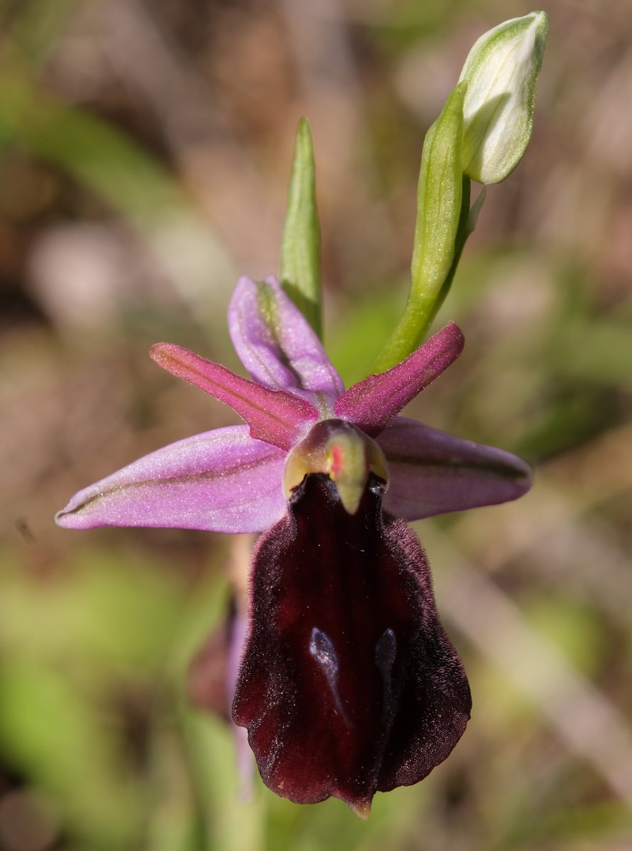 Due fotogeniche Ophrys e forse una novit  Dalla Grecia con passione