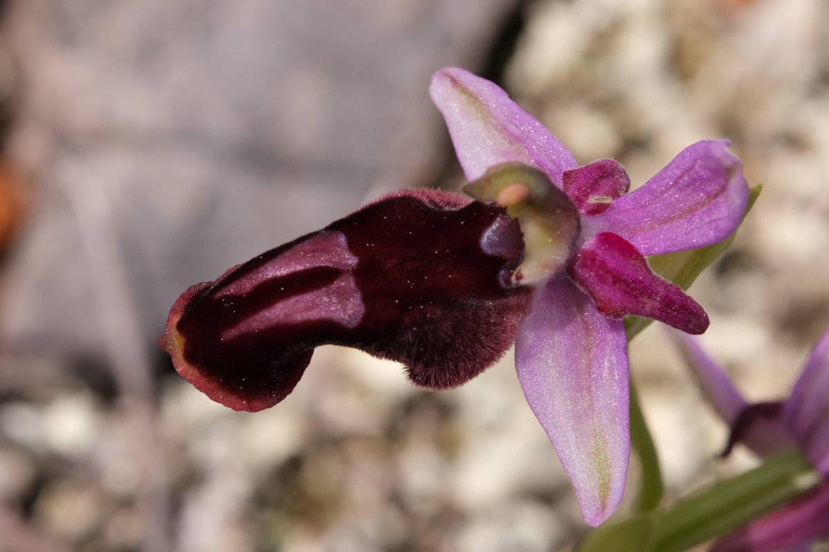 Due fotogeniche Ophrys e forse una novit  Dalla Grecia con passione