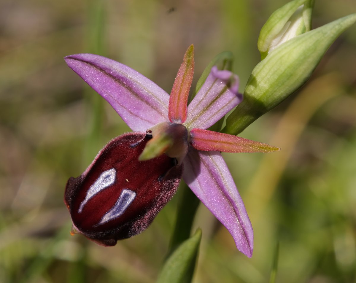 Due fotogeniche Ophrys e forse una novit  Dalla Grecia con passione