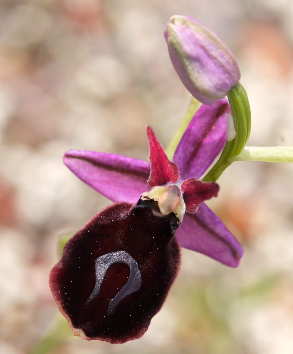 Due fotogeniche Ophrys e forse una novit  Dalla Grecia con passione