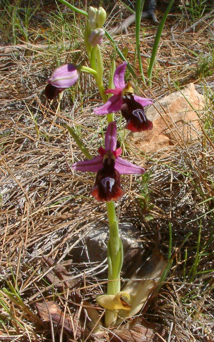 Due fotogeniche Ophrys e forse una novit  Dalla Grecia con passione