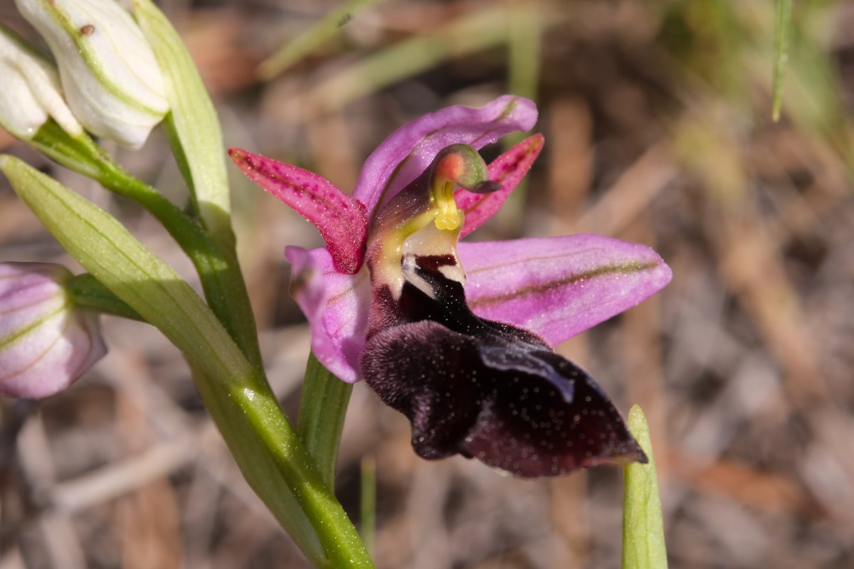 Due fotogeniche Ophrys e forse una novit  Dalla Grecia con passione