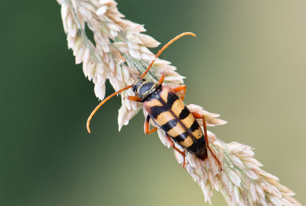 Leptura aurulenta