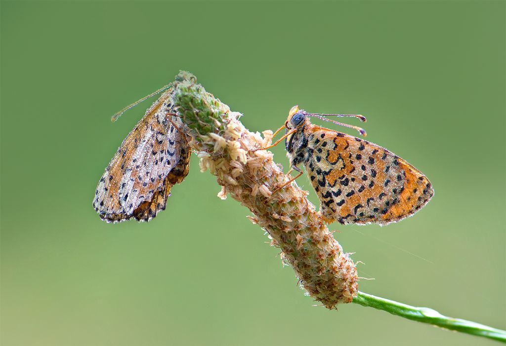 Identificazione farfalla